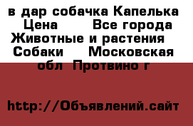 в дар собачка Капелька › Цена ­ 1 - Все города Животные и растения » Собаки   . Московская обл.,Протвино г.